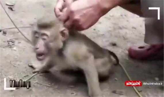 میمون‌های برده در تایلند!