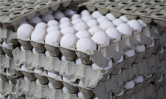 رکورد صادرات تخم مرغ شکست