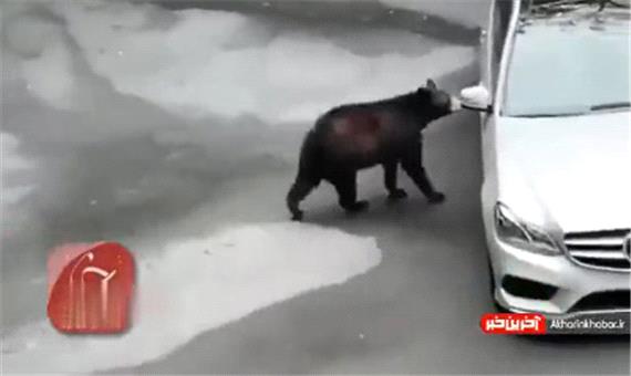 فراری دادن خرس با جیغ!