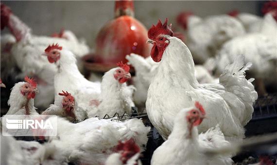 مشکلی عجیب سر راه صادرات مرغ ایرانی