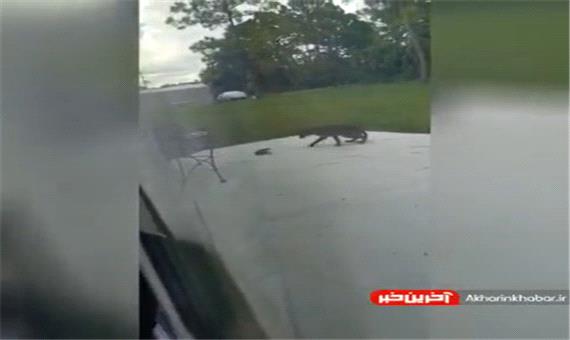 مبارزه مرگبار گربه دم کوتاه با بچه تمساح
