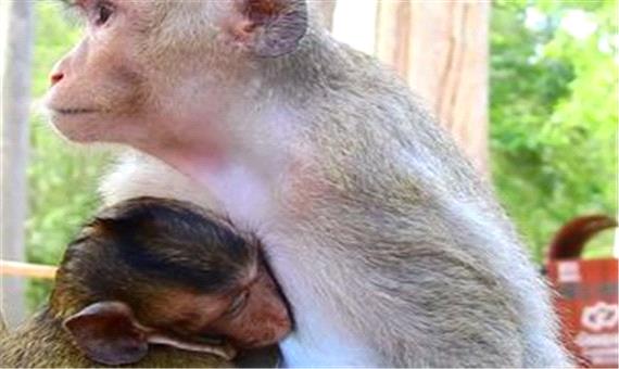 لحظات زیبای شیردادن میمون به فرزندش +فیلم