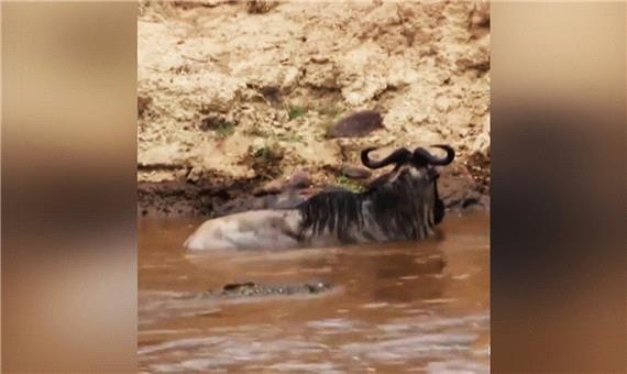 انصراف عجیب کروکودیل از شکار گوزن یالدار در رودخانه!