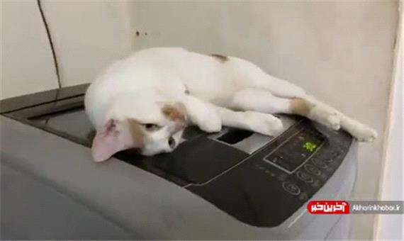 استراحت لاکچری گربه روی ماشین لباسشویی!
