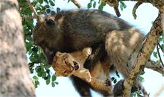 عقده گشایی سر سلطان جنگل؛ میمون ها بچه شیر را دزدیدند!