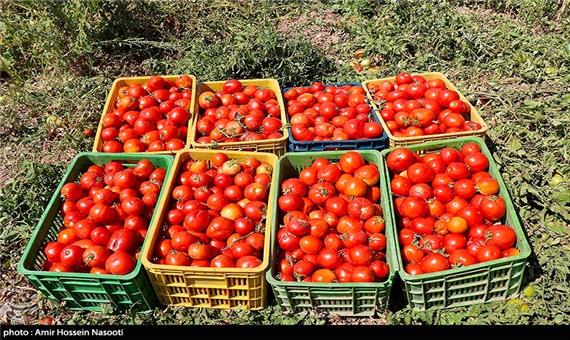 ماجرای افت شدید قیمت گوجه در مرز