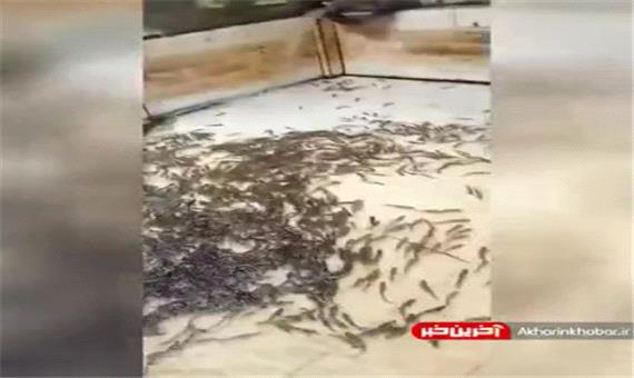 گیر افتادن هزاران ماهی در یک خانه بعد از فروکش کردن سیل