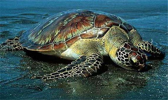 نجات یک لاکپشت دریایی و بازگرداندش به اقیانوس