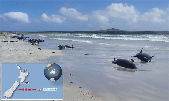 4گوشه دنیا/ مرگ بیش از 100 نهنگ خلبان و دلفین در ساحل نیوزلند!