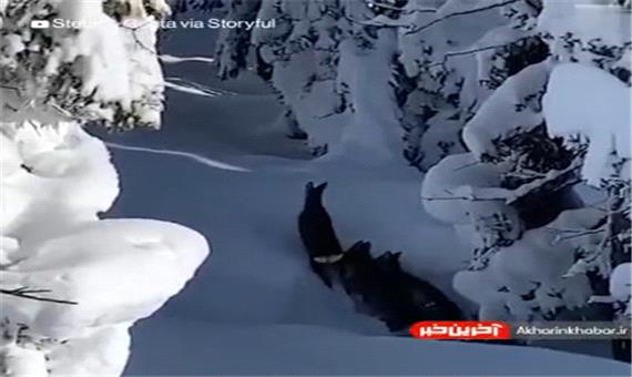 گیر کردن گوزن ها در برف عمیق شمال ایتالیا
