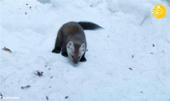 تعقیب و گریز سمور با موش زیر برف