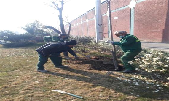 کاشت 53 درخت روت بال زیتون تلخ در منطقه 9