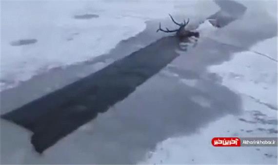 نجات یک حیوان از یخ زدگی