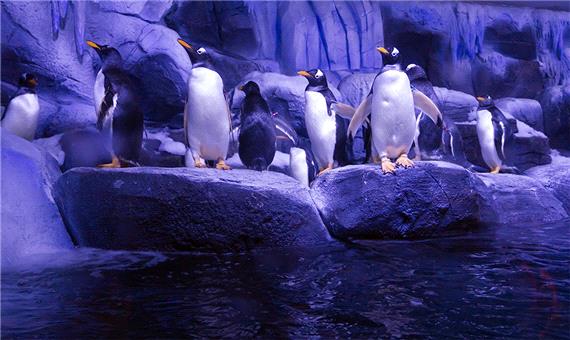 آکواریوم پنگوئن ها در چین!