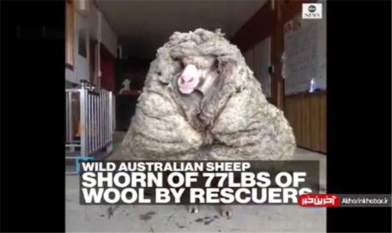 پیدا شدن گوسفندی در جنگل با 34 کیلو پشم!