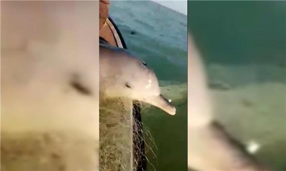 آزاد کردن دلفین توسط صیادان در خلیج فارس