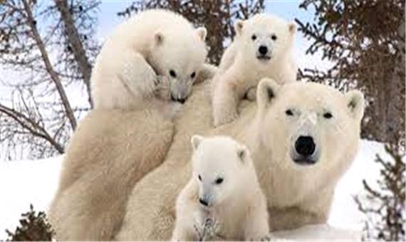 روزِ شادِ خانواده خرس قطبی
