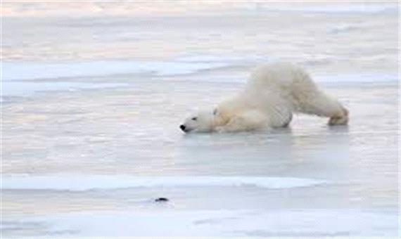 بازیگوشی جالب توله خرس قطبی