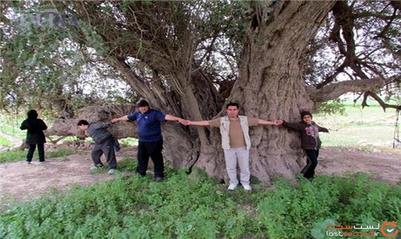 5 درخت مقدّس در فرهنگ ایرانیان؛ سدر، سرو، انار، خرما، انجیر
