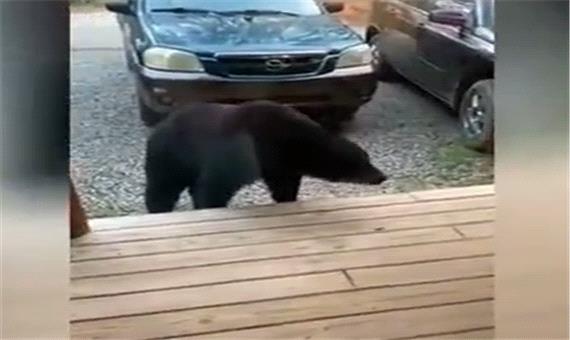 ورود خانواده خرس های سیاه به یک خانه جنگلی