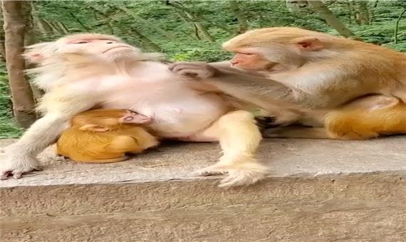 ویدئویی دیدنی از عادت جالب در میان میمون ها