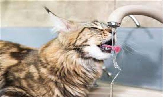 گربه‌ای عاشق آب با ثروتی 11 میلیارد تومانی!