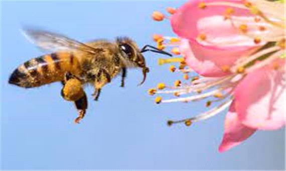 همکاری زنبور های عسل برای باز کردن ظرف عسل!