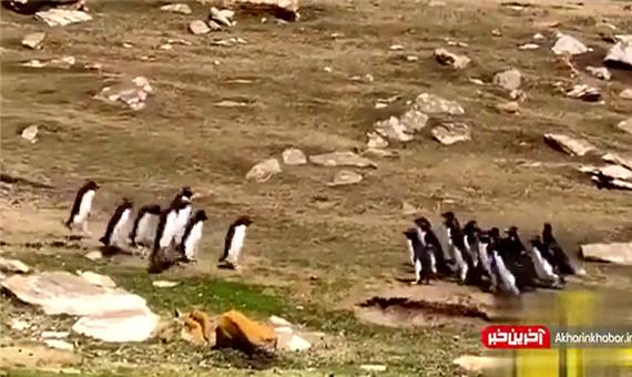 مواجهه جالب دو گروه از پنگوئن‌ها با یکدیگر