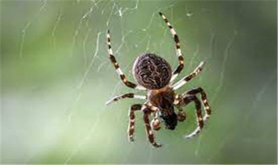 فداکاری مادر و بی رحمی بچه ها در دنیای شگفت انگیز عنکبوت ها!