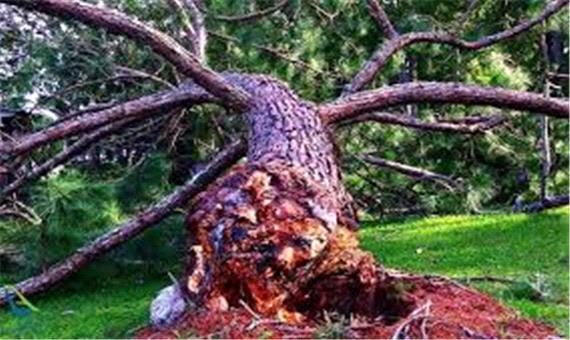 لحظه کنده شدن درخت در اثر باد شدید و خوش شانسی عابر پیاده