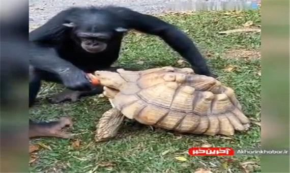 سیب دادن میمون به لاکپشت