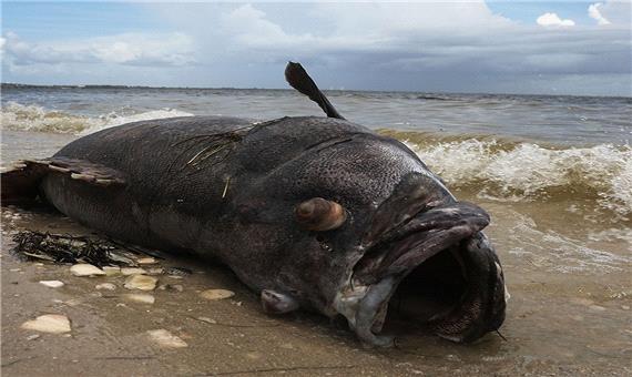 پیدا شدن یک ماهی غول‌پیکر در سواحل خلیج تامپا