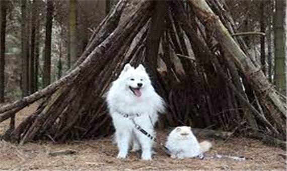 بازی خنده‌دار و تماشایی یک سگ و گربه سفیدرنگ در میان برف!