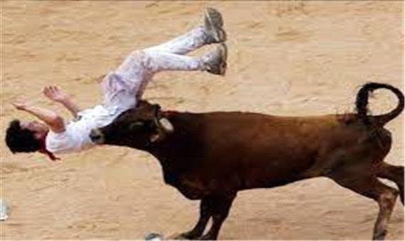 اقدام متفاوت یک گاو در برخورد با یک گاو باز!