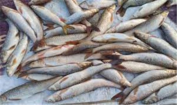 روش جالب صید ماهی توسط چینی ها