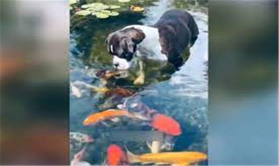 قاب دیدنی از لحظه بوسیدن یک سگ توسط ماهی‌ها!