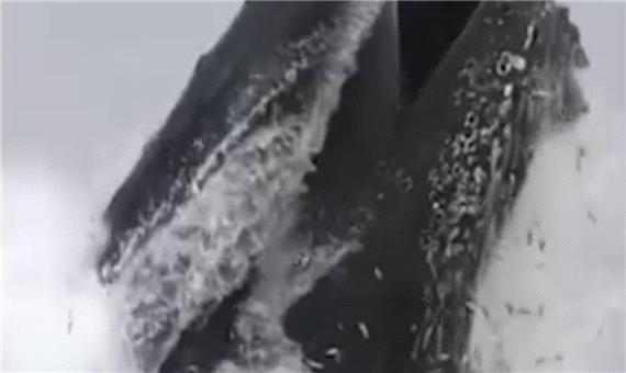 لحظه صید ماهی توسط نهنگ کوهان‌دار