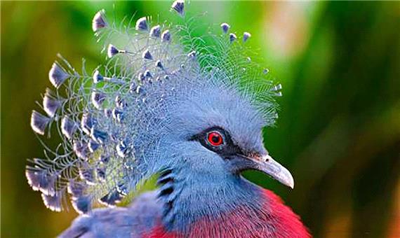 رنگ جالب یک کبوتر تاجدار