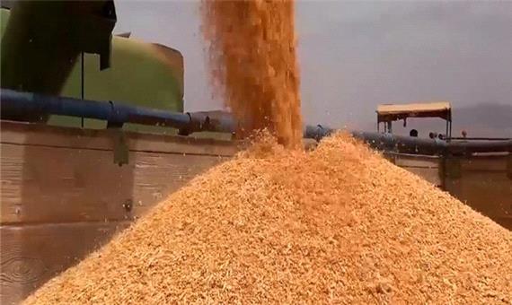 ثبت رکورد جدید افزایش قیمت گندم در بازارهای جهانی