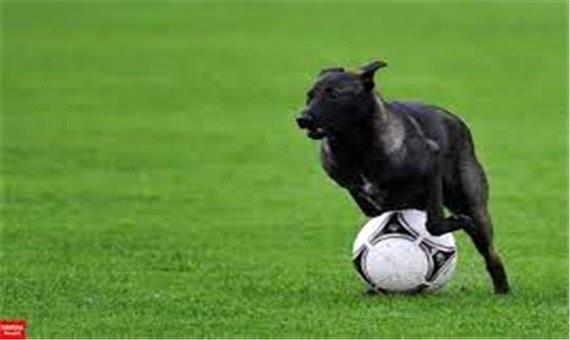 سگ فوتبالیستی که عاشق لایی زدن به فوتبالیست‌های حرفه‌ای است!