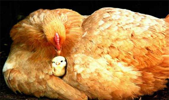 مبارزه نفس گیر مرغ مادر با کلاغ برای دفاع از جوجه ها