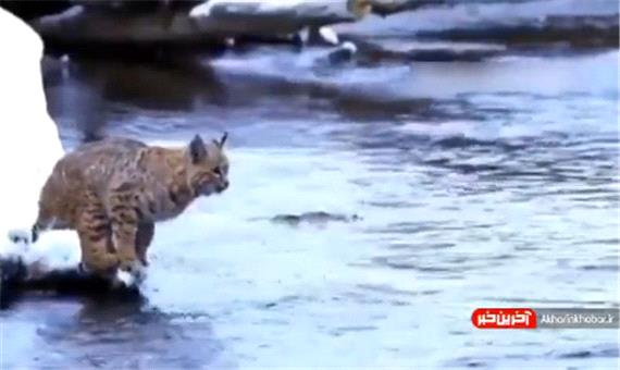 پرش حیرت‌انگیز گربه برای عبور از رودخانه!