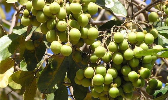تولید صابون از میوه‌های درختی در هیمالیا