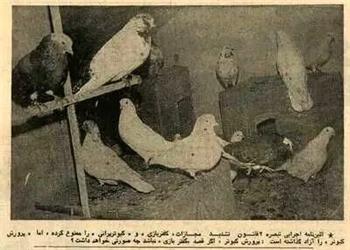 مقررات کفتر پرانی تصویب شد؛ بهمن 54