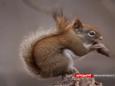 سرعت غذا خوردنش رو ببینین!
