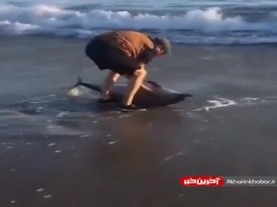 نجات بچه دلفین گرفتار در ساحل