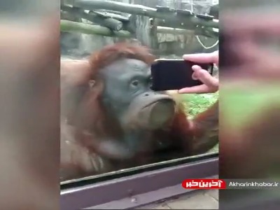واکنش جالب اورانگوتان به دیدن ویدئوی همنوعاش