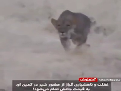 حمله زیرکانه شیر به یک گراز