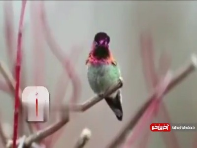 ویدئویی جذاب از تغییر رنگ پرنده‌ای زیبا