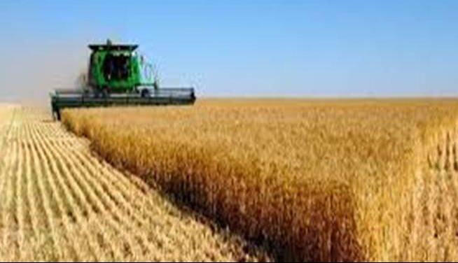 معاون وزیر: در بخش کشاورزی به ۸۰ درصد خوداتکایی رسیدیم